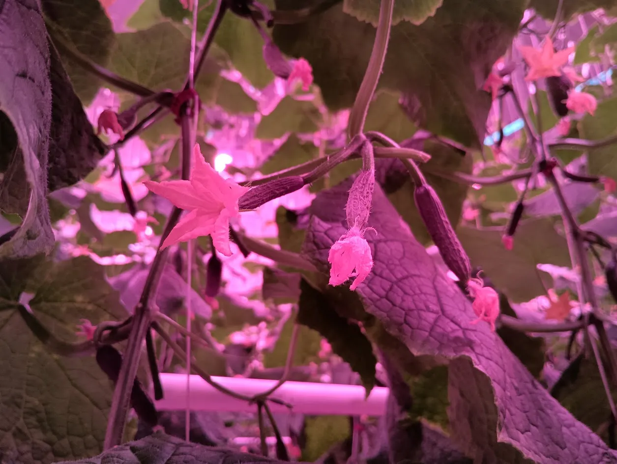 Tomatoes on the Vine